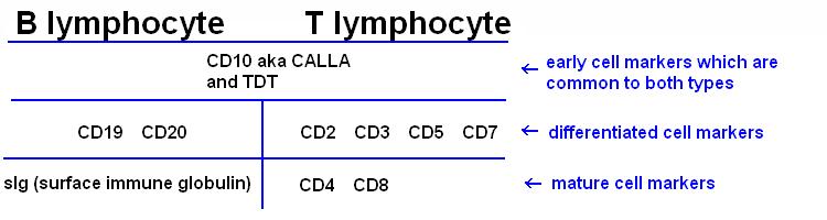 Differentiating lymphocytes