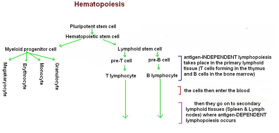 Hematopoiesis1