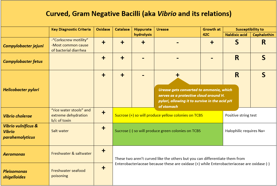Curved gram neg bacilli yes online