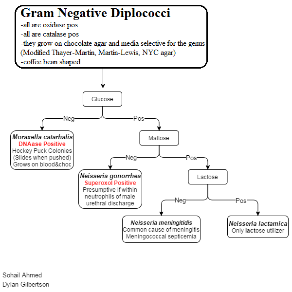 Gram negative diplococci
