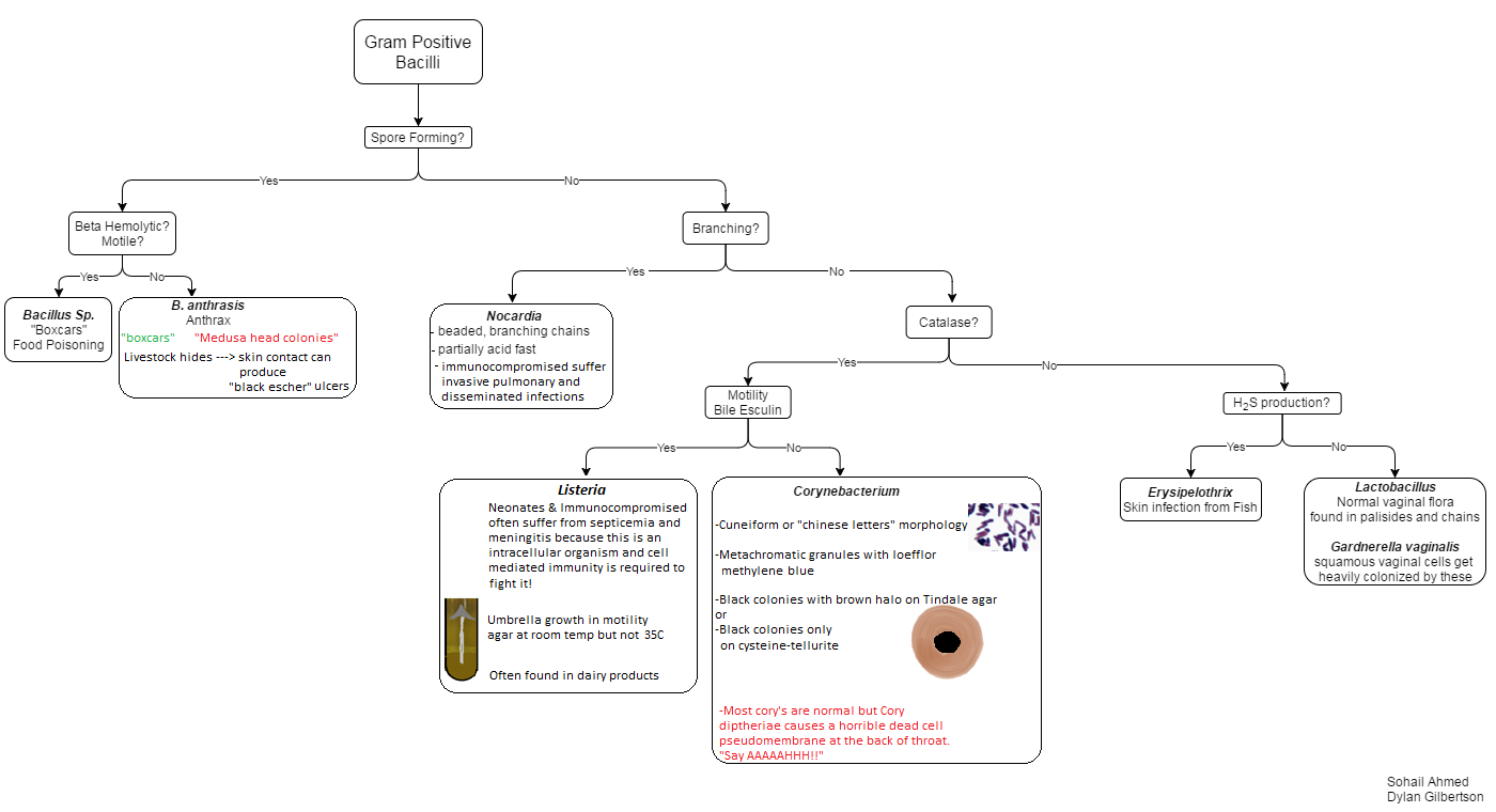 Gram Pos Bacilli