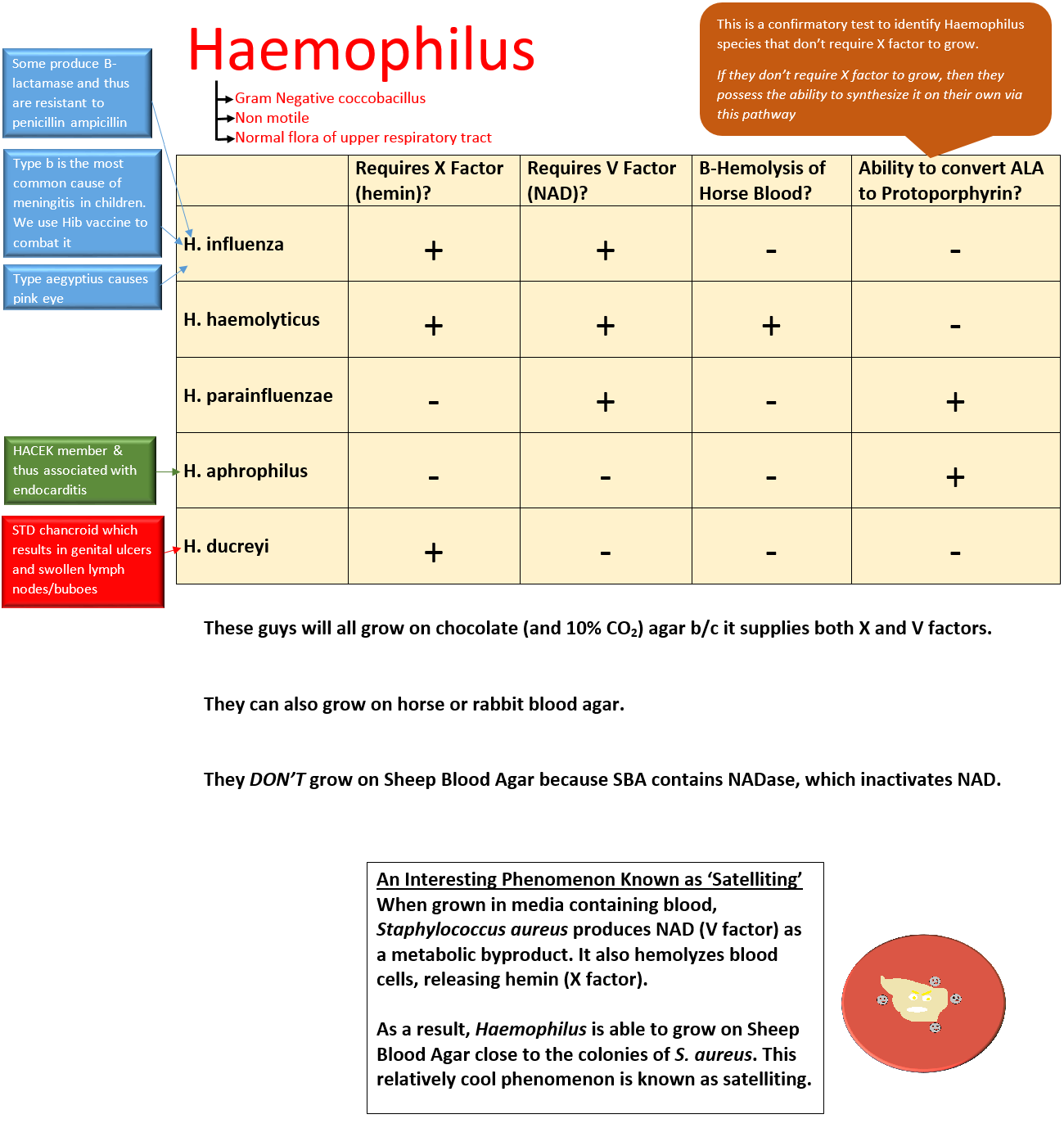 Haemophilus chart