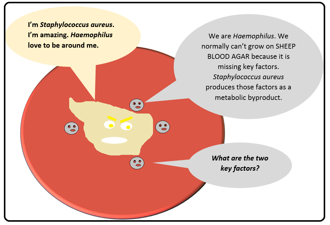 Cartoon: Staphylococcus aureus on sheep blood agar surrounded by Haemophilus colonies, asking which two key factors Haemophilus needs.