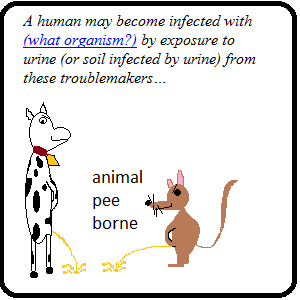 Cartoon of a cow and a rat urinating, asking which organism humans catch from animal urine or soil contaminated by it.